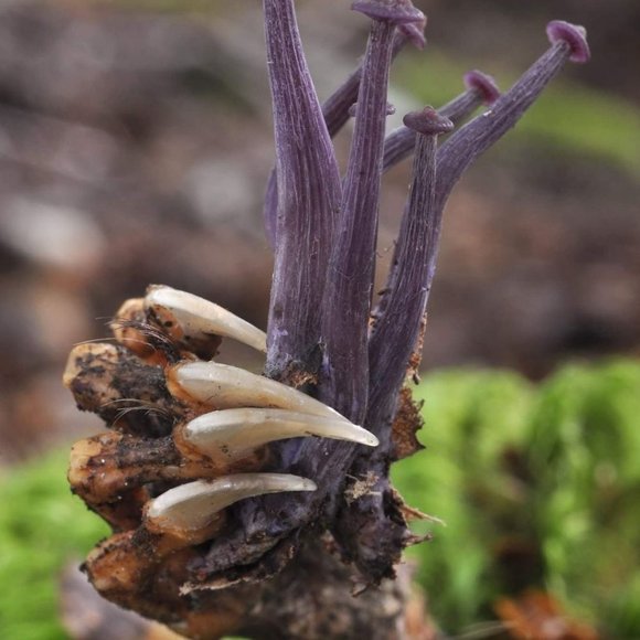 Meet your Posher, Posh - Picture 14 of 14